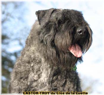 bouvier des flandres du clos de la luette - copyright déposé